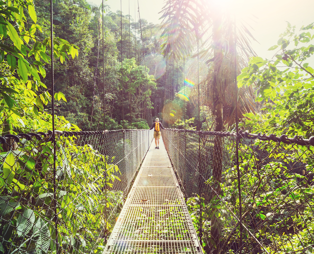 Experience the incredible rainforest on a suspension bridge copy