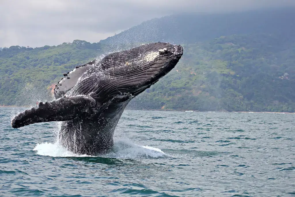 Humpback whale Costa Rica