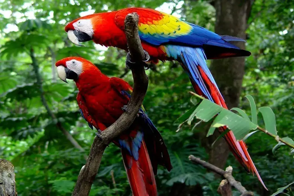 Scarlet Macaw is about 84 cm 33 in long parrot 1