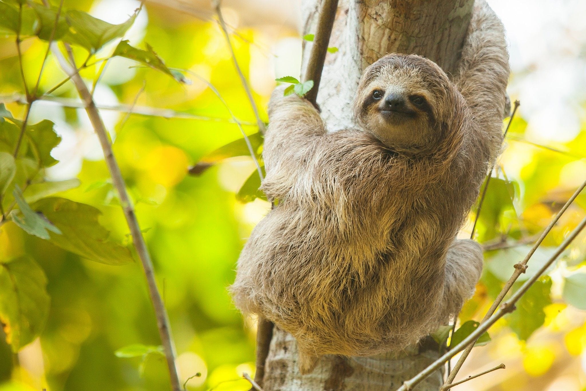 Sloth 1