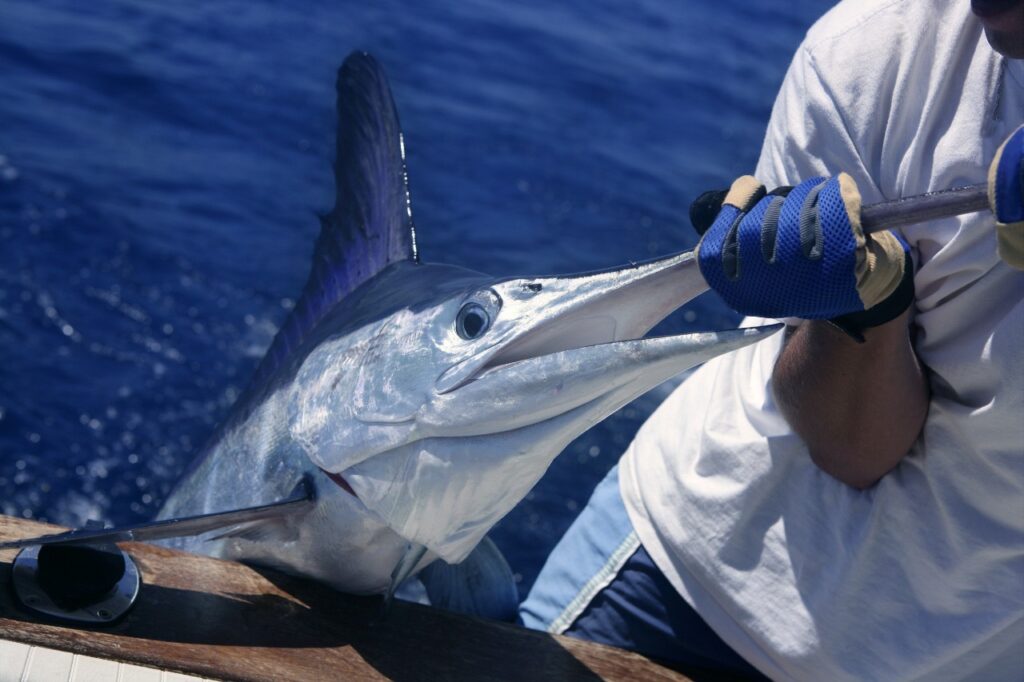 Blue Marlin fish 1