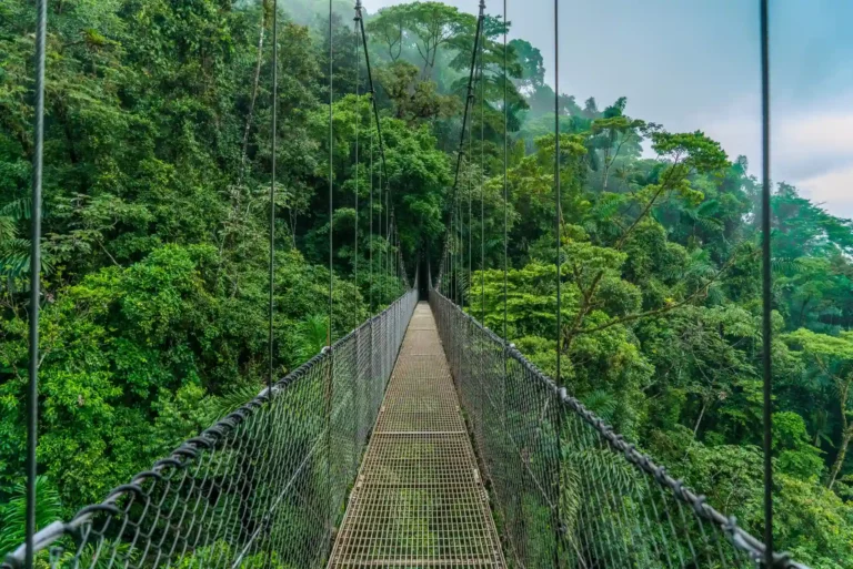 Hanging bridges, hängbro, regnskog
