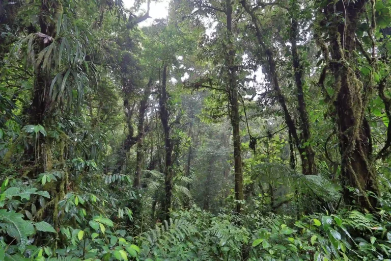 Monteverde cloud forest, molnregnskog molnskog