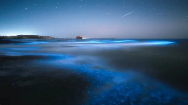 Bioluminescent Drake Bay Corcovado mareld