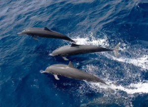 Delfin hav djur