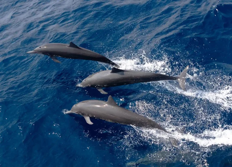 Delfin hav djur