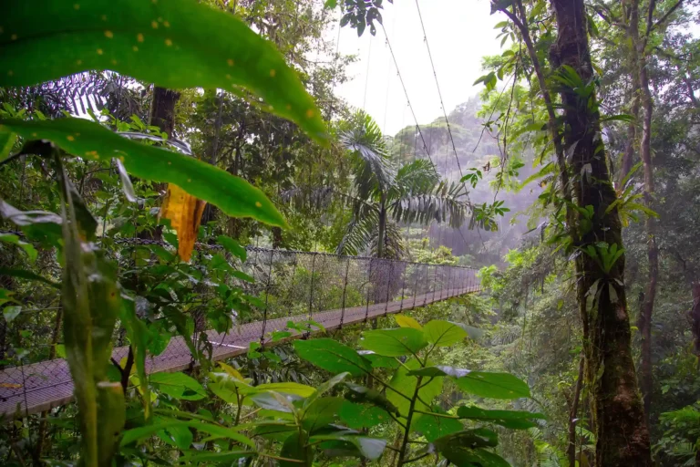 Hanging bridge, regnskog hängbro, djungel