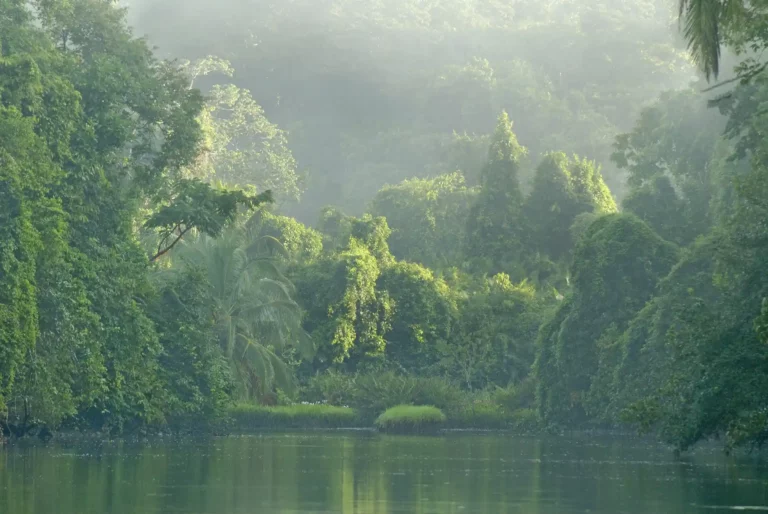 Mangrove Corcovado