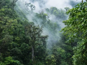Monteverde molnregnskog