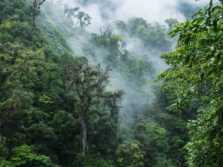 Monteverde molnregnskog