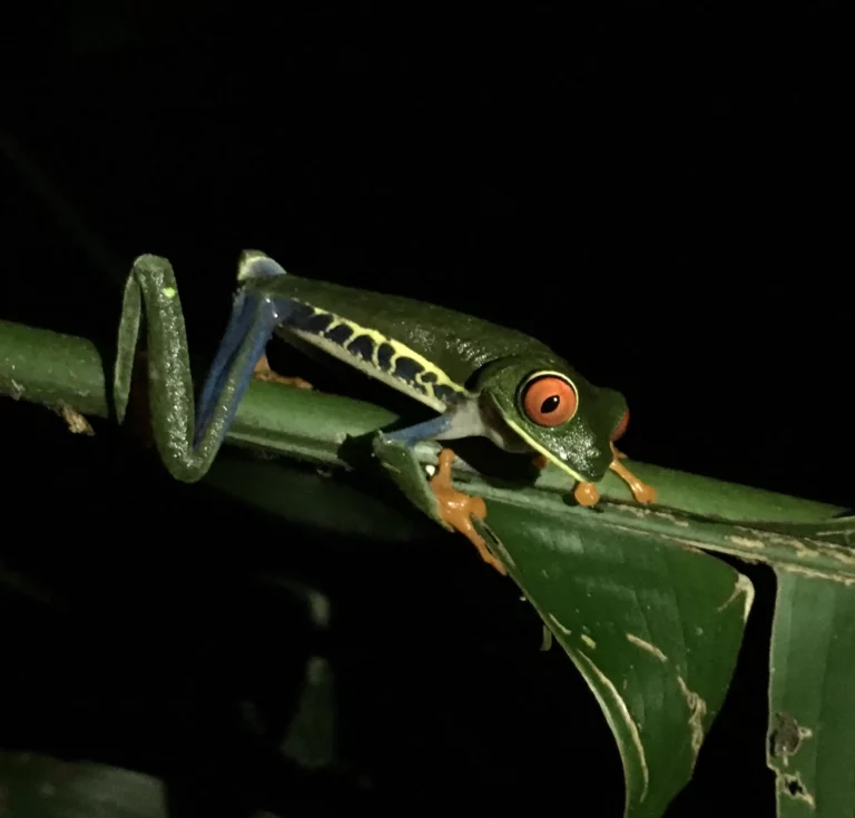 Red eyed frog, grön groda nattvandring