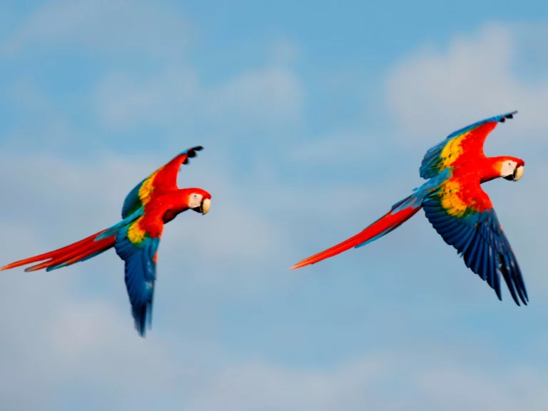 Scarlet Macaw, papegoja ara djur fågel