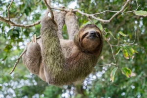 Sengångare djur Costa Rica