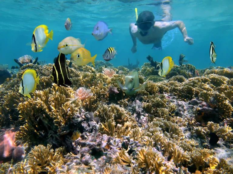 Snorkling snorkel fiskar