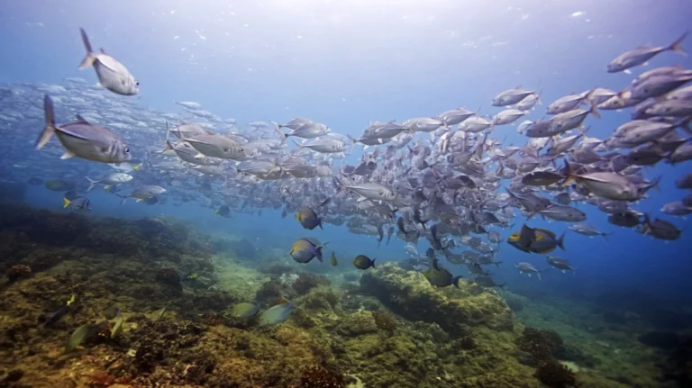 Snorkeling Cano Island snorkling