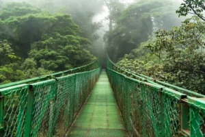 Suspension hanging bridge, hängbro regnskog