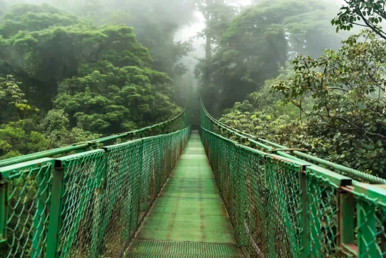 Suspension hanging bridge, hängbro regnskog