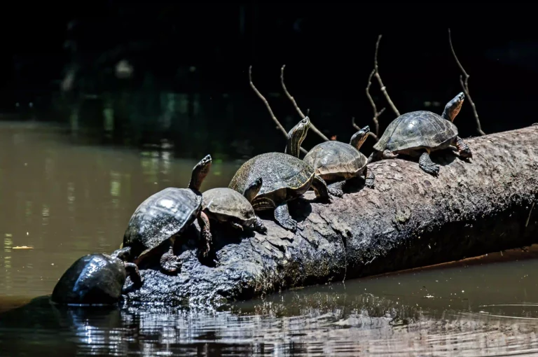 Tortuguero sköldpadda sköldpaddor mangrove