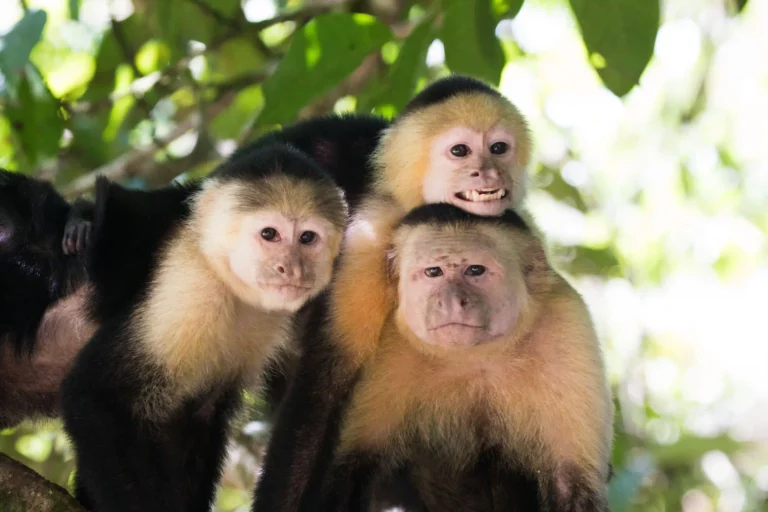 White faced monkey, apa kapuchin