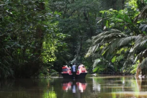 Flodbåtstur mangrove safari