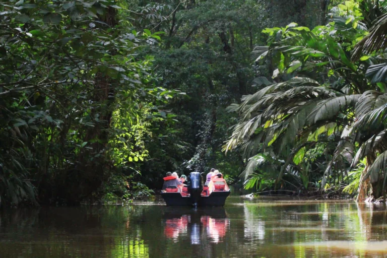 Flodbåtstur mangrove safari