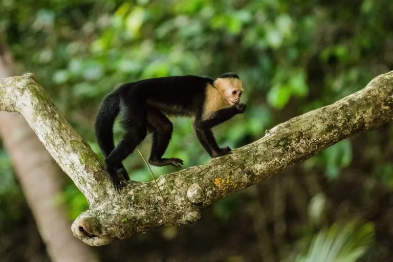 Capuchin White faced monkey, apa kapuchin