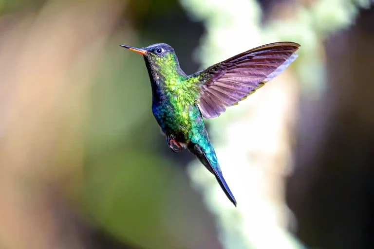 Kolibri hummingbird colibri fågel