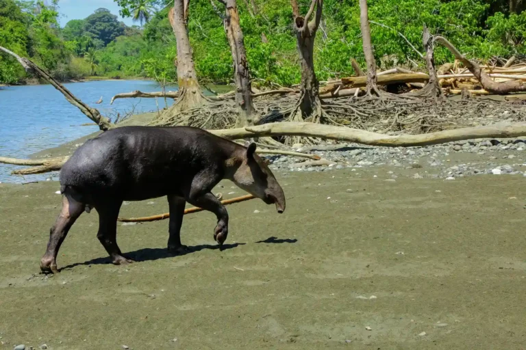 Corcovado Tapir strand