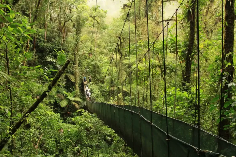 Vandring regnskogen hängbroar, hanging bridge, Arenal