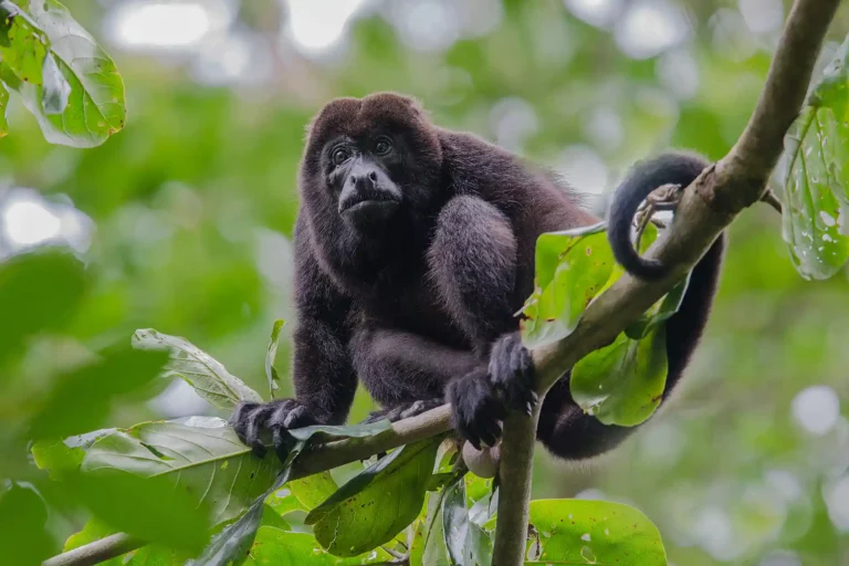 Howler Monkey, vrålapa