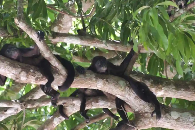 Howler monkey, apa, vrålapa