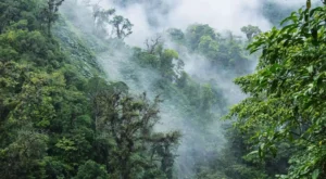 Monteverde Cloud Forest, molnskog, regnskog