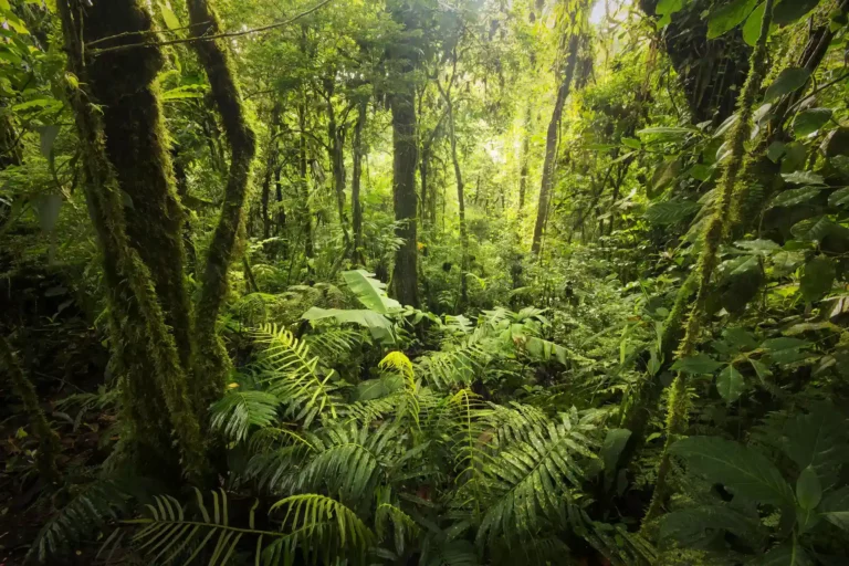 Monteverde regnskog