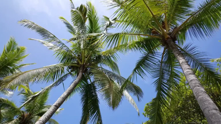 Palm Costa Rica