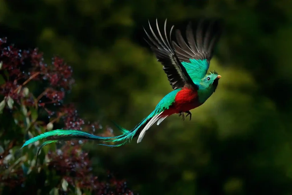 Quetzal fågel Costa Rica