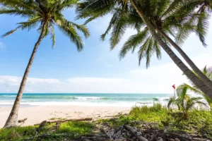 Santa Teresa strand palm