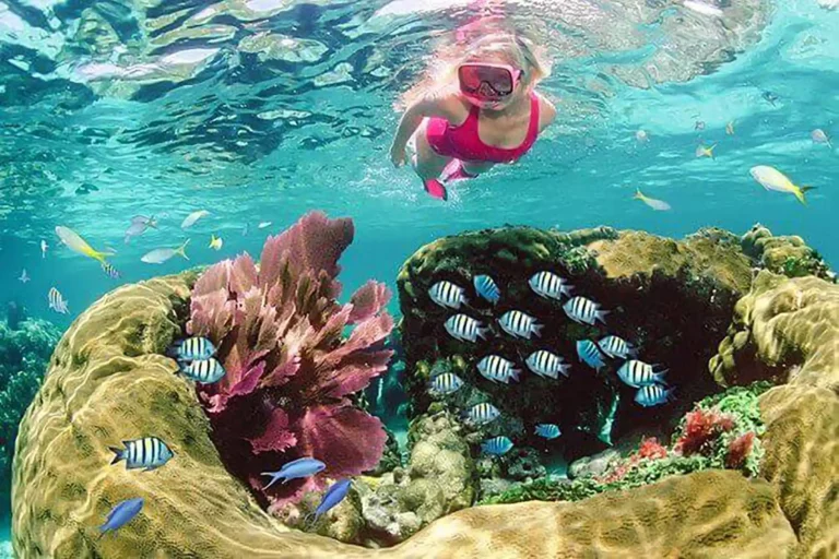 Snorkeling, fisk