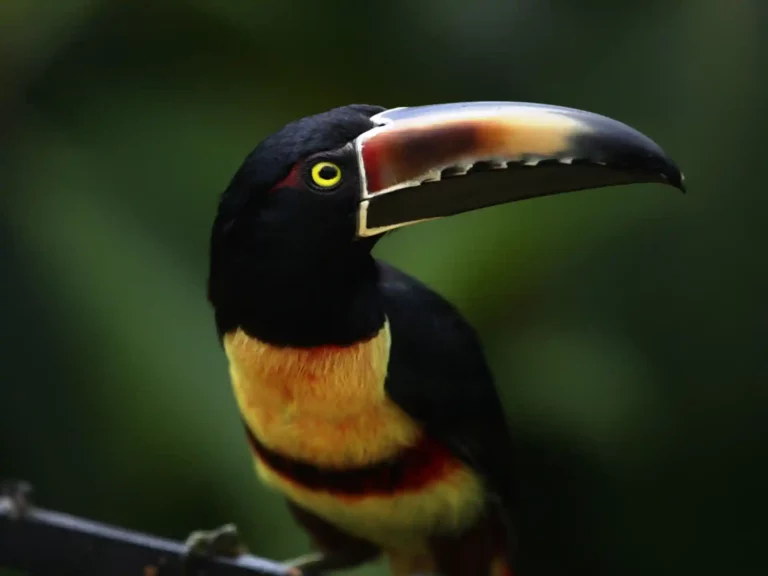 Tukan fågel Costa Rica