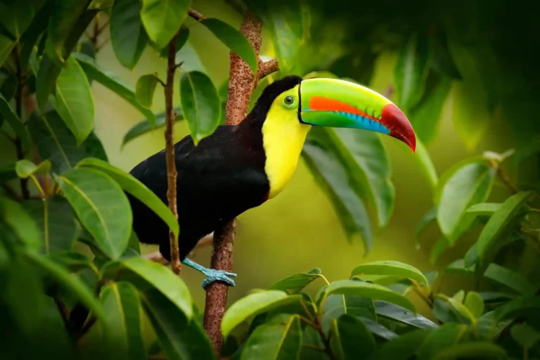 Tukan fågel Costa Rica