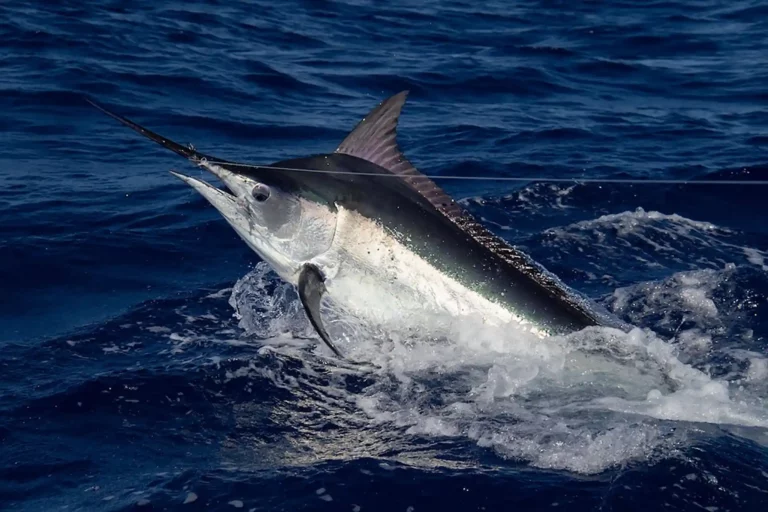 Black Marling Big, fiske Costa Rica