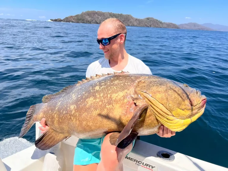 Grouper Fish, fiske Costa Rica