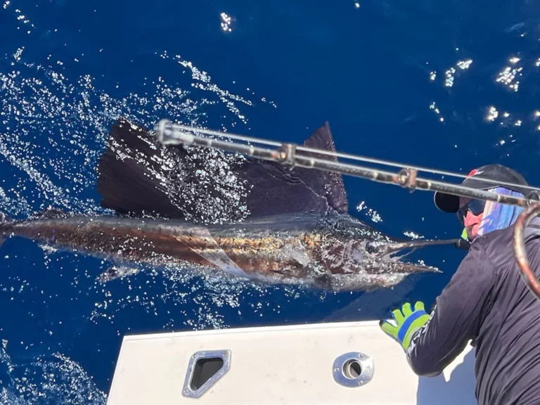 Sailfish, fiske fisk