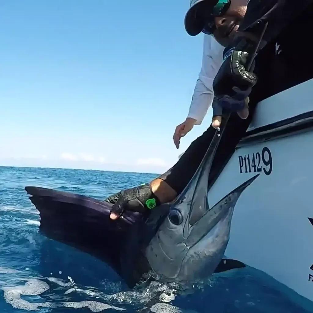 Sailfish Costa Rica, fiske
