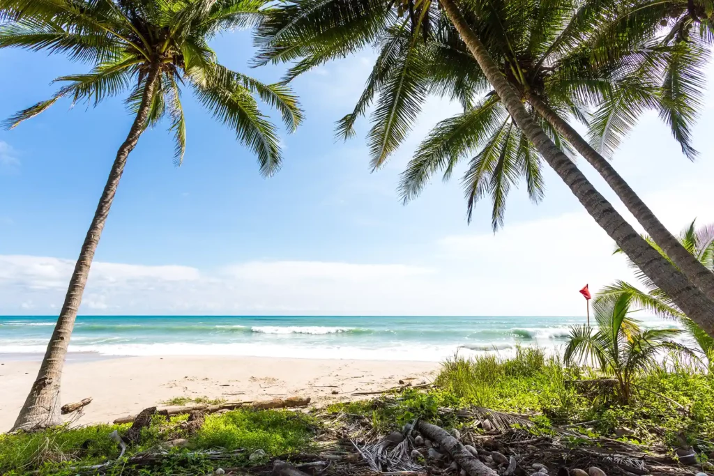 Santa Teresa strand palm
