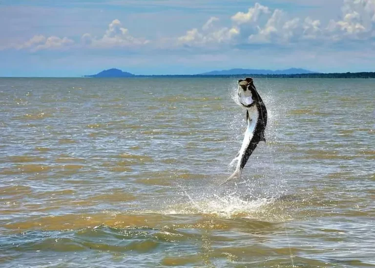 Tarpon fish, fiske Costa Rica