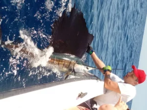 Sailfish, fiske fisk