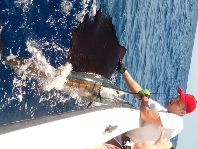 Sailfish, fiske fisk